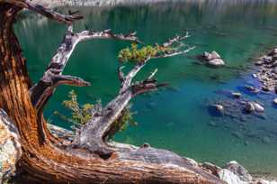 Tree over pool-9498.jpg Tree over pool-9498.jpg